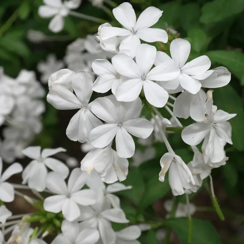 Types of Plumbago Plants