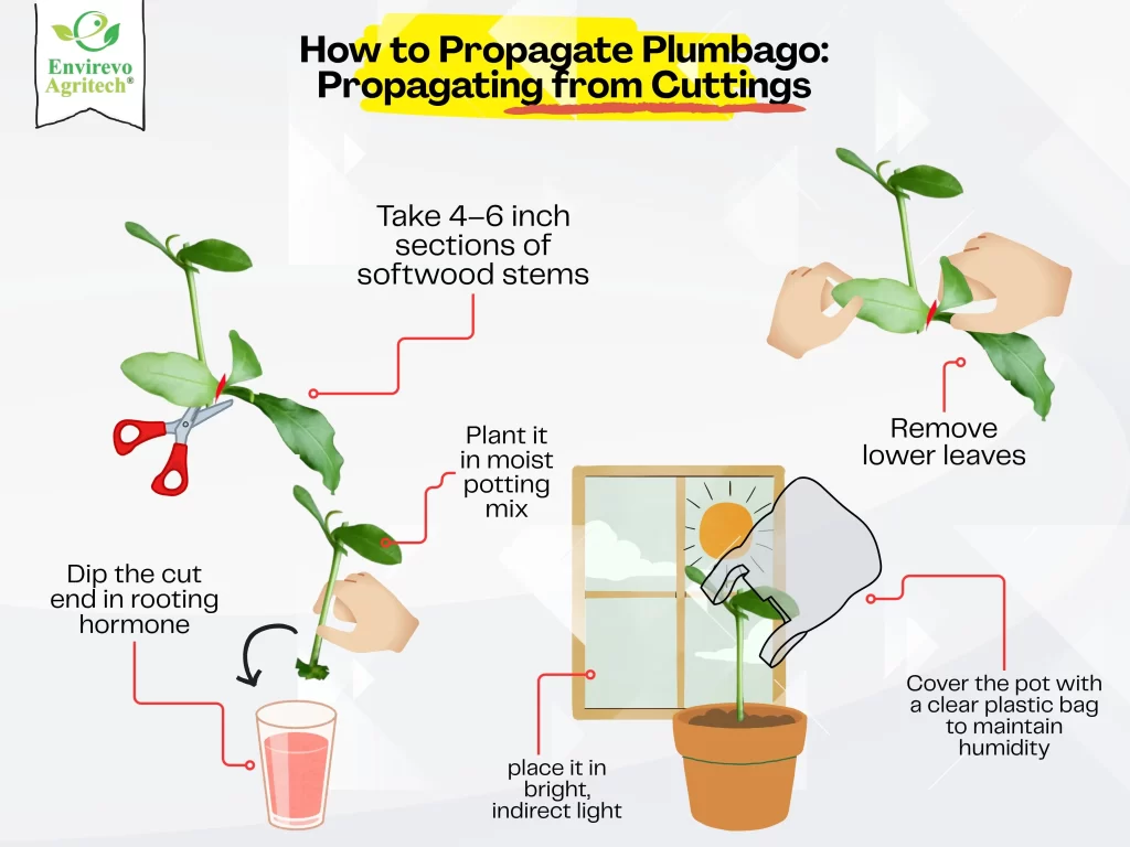 How to grow plumbago

