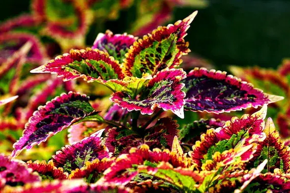 Coleus Plant Varieties