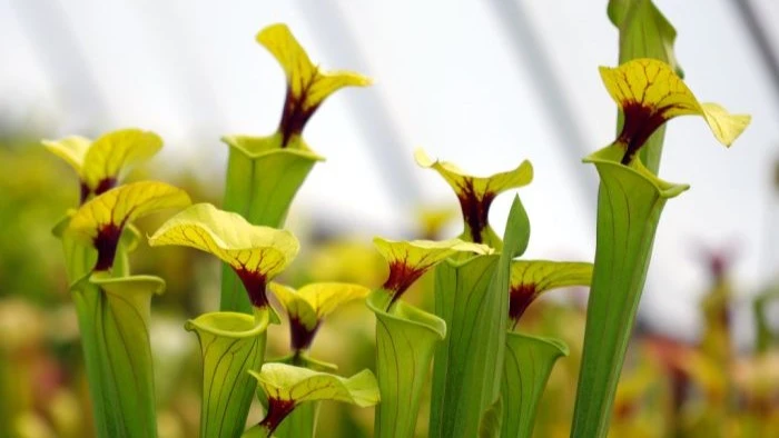 pitcher plant flower images

