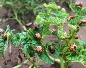 Colorado Potato Beetles
