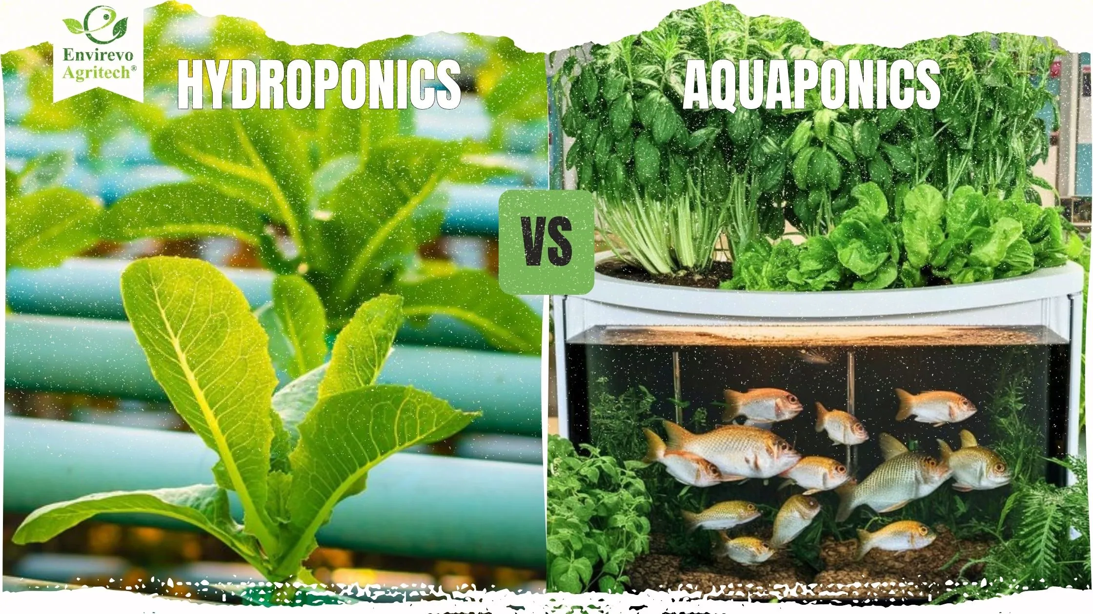 Aquaponics vs Hydroponics