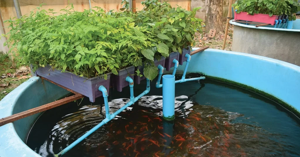 aquaponics