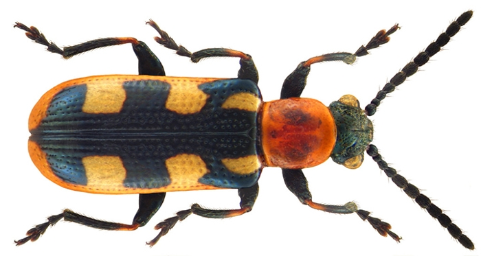Common Asparagus Beetle