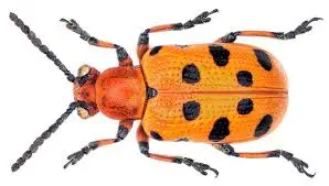 Spotted Asparagus Beetle