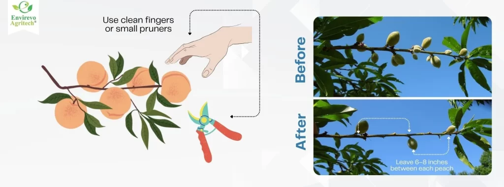 best practices for peach tree care