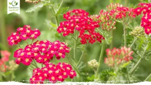 9 Amazing Benefits Of Yarrow