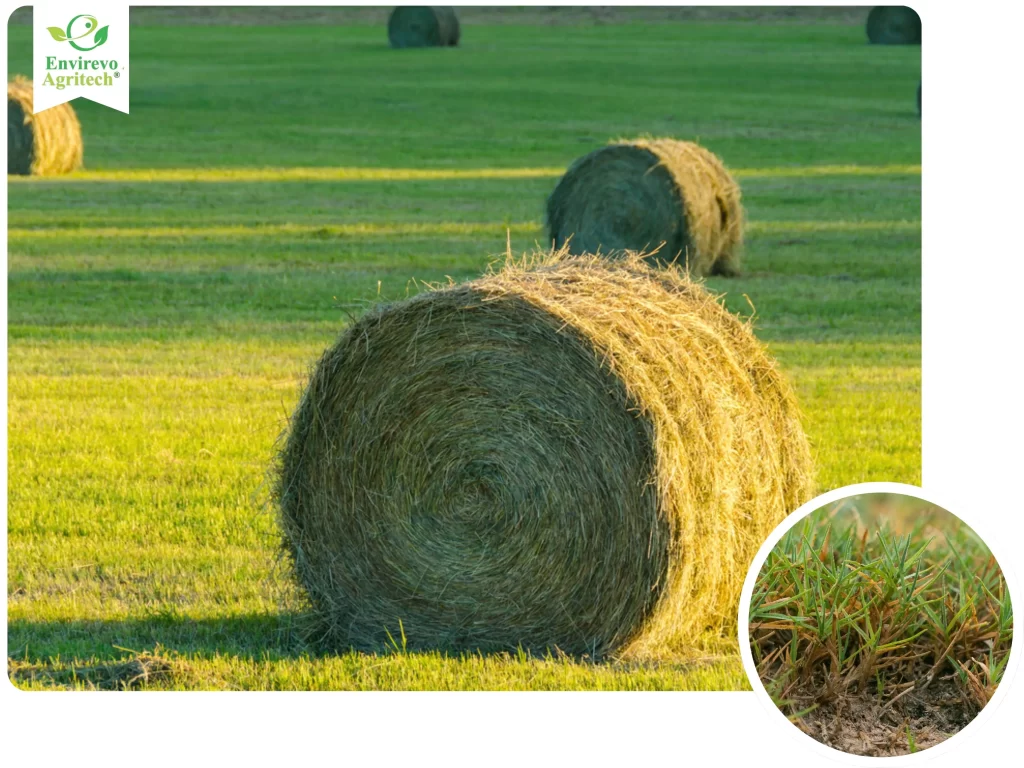 5 Most Common Types Of Hay Found In The U.S. 4 Bermuda Grass Hay
