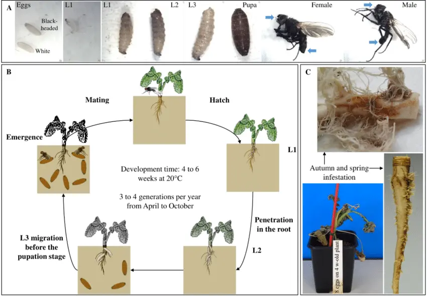 Cabbage Maggots lifecycle