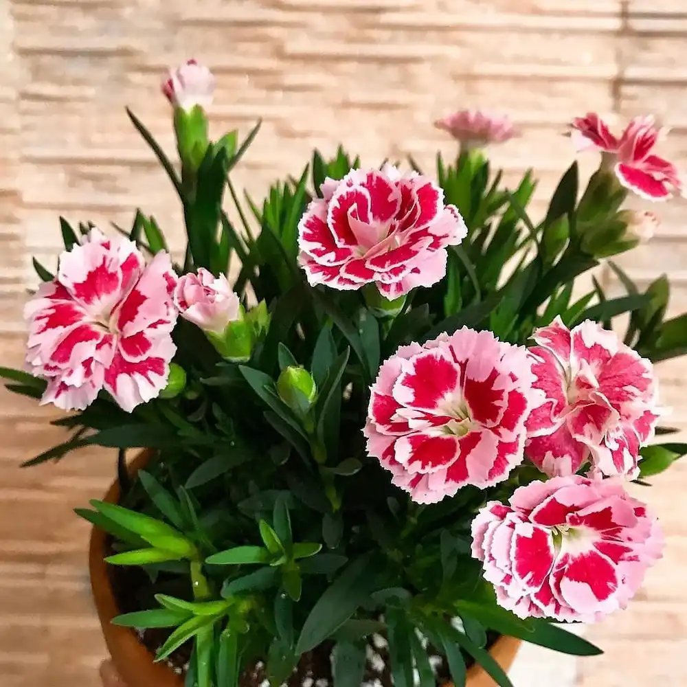 Dianthus Flowers