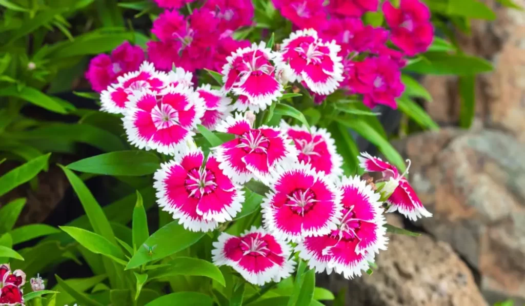Dianthus Flowers