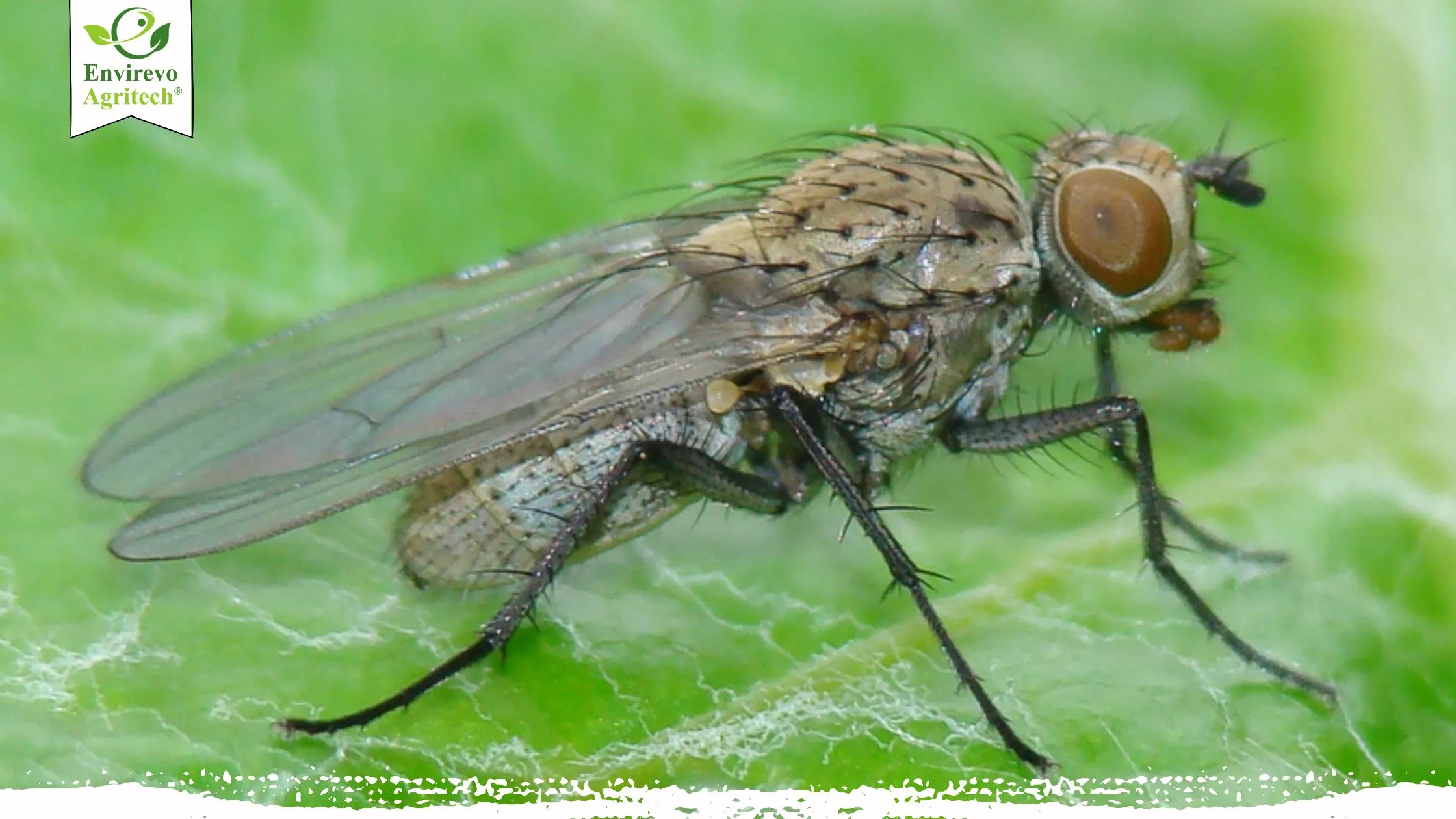 How to Get Rid of Cabbage Maggots