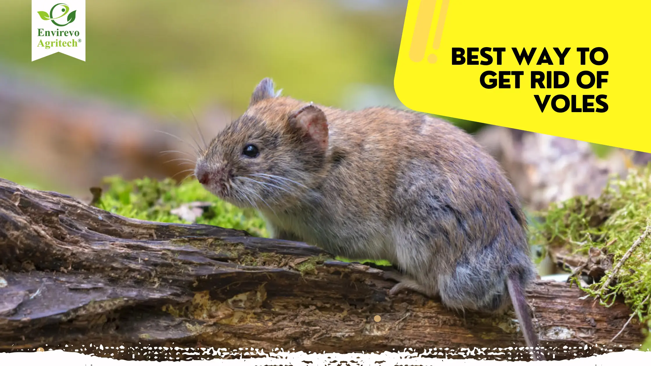 How to Get Rid of Voles