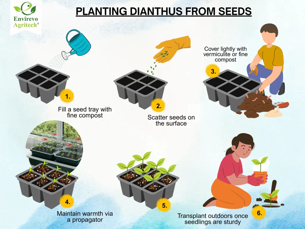 How to Grow Dianthus Flowers