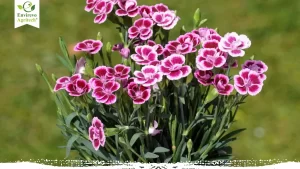 How to Grow and Care for Dianthus Flowers