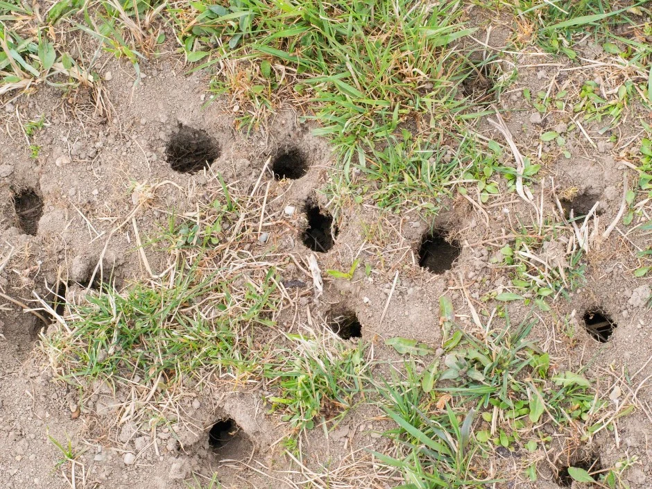 how to get rid of voles in your yard