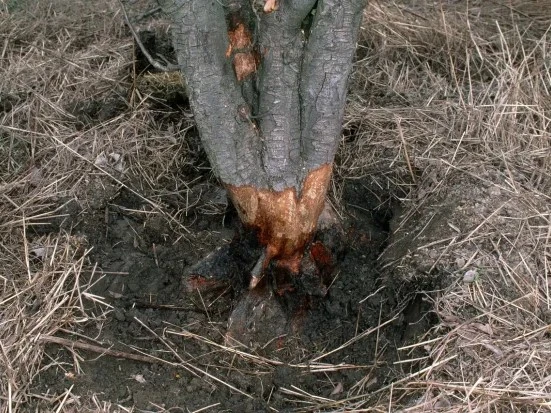 Identifying Vole Damage in Your Yard