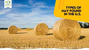 Most Common Types Of Hay Found In The U.S.
