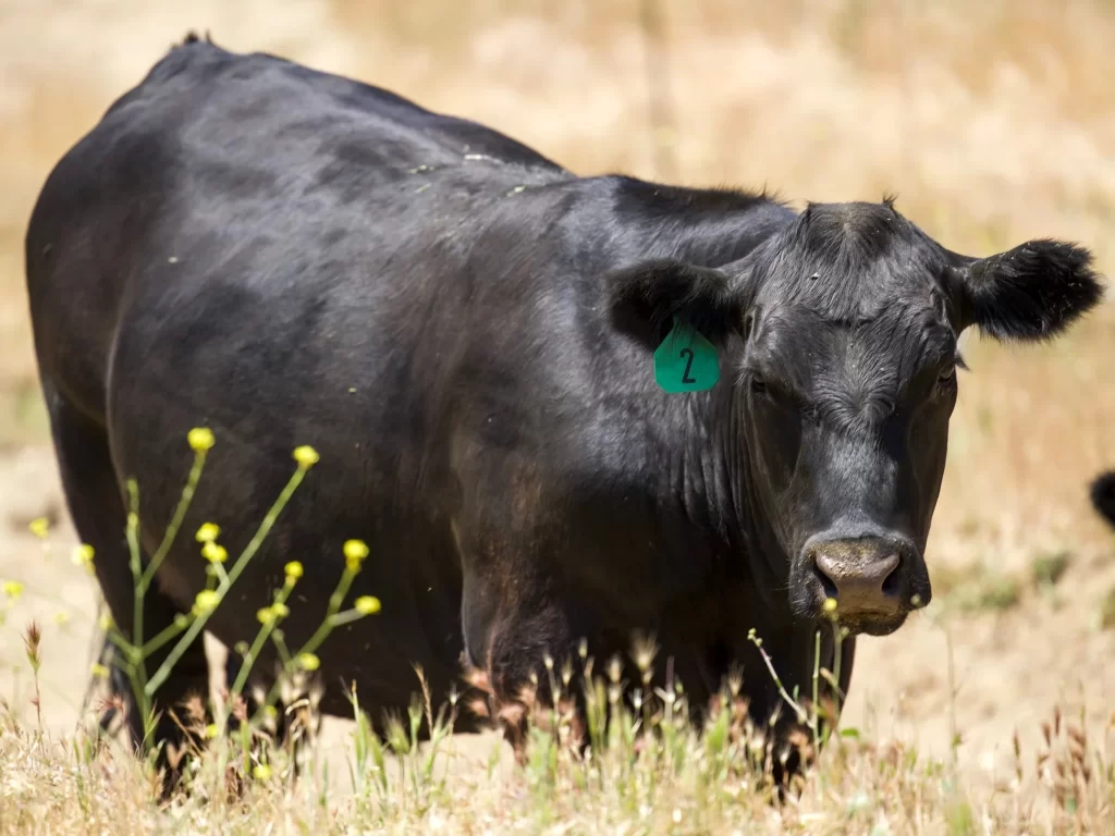 Popular Beef Cattle Breeds in the U.S.