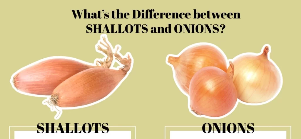 Shallots vs. Onions