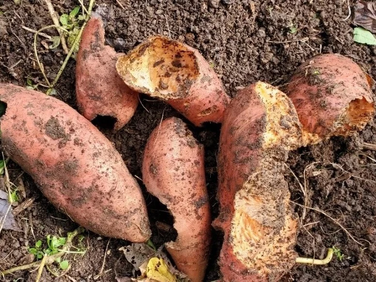 how to get rid of voles in your yard