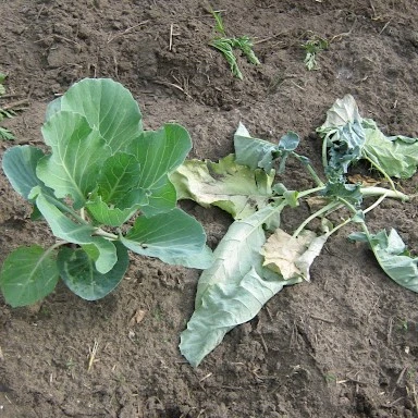 cabbage maggot control


