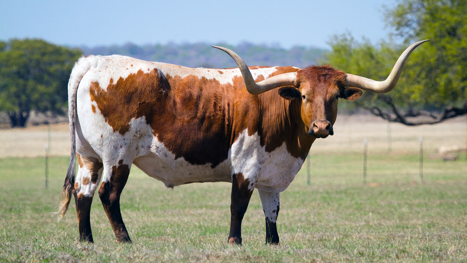 Top 10 most popular beef cattle breeds in the United States