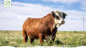 Top 10 most popular beef cattle breeds in the United States