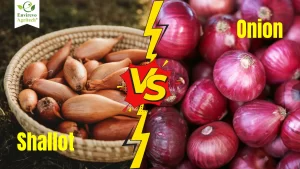What Are Shallots and Are Shallot Onions