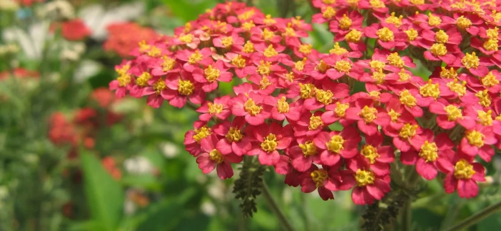 yarrow benefits