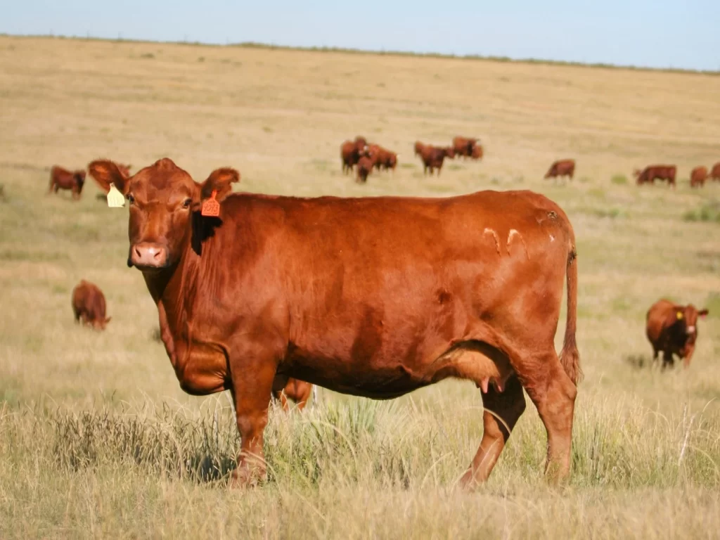beef cattle breeds in the United States- Angus cattle