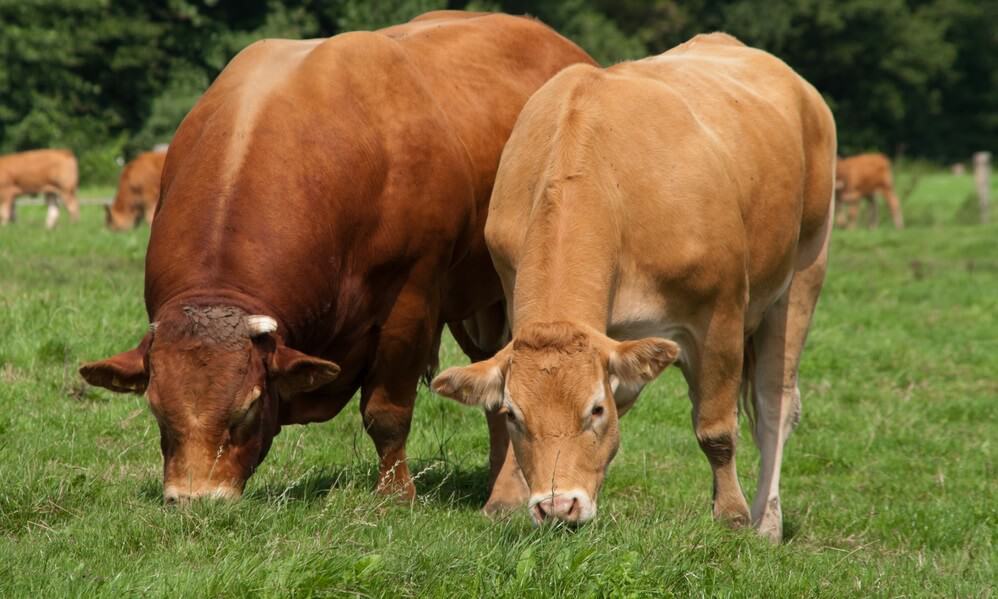 best beef cattle for small farm
