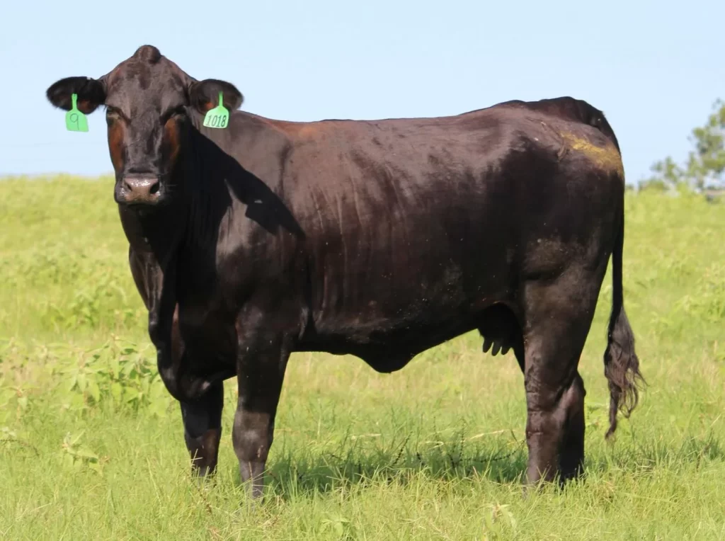 best beef cattle in the us