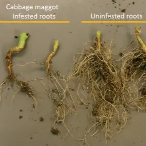 Symptoms of Cabbage Maggot