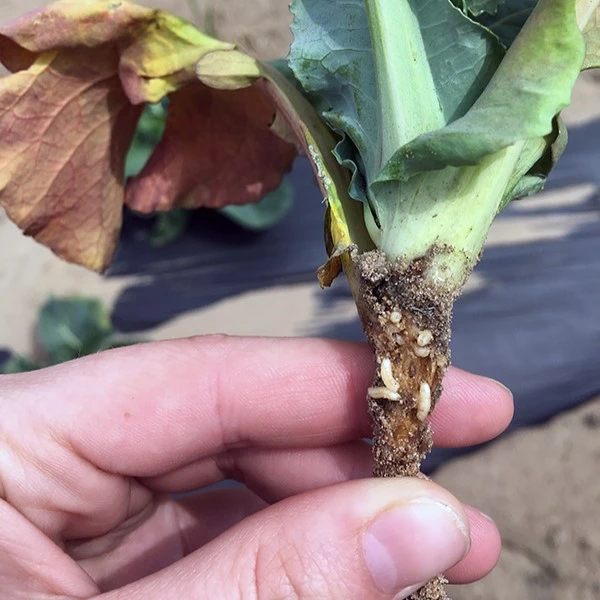 Symptoms of Cabbage Maggot