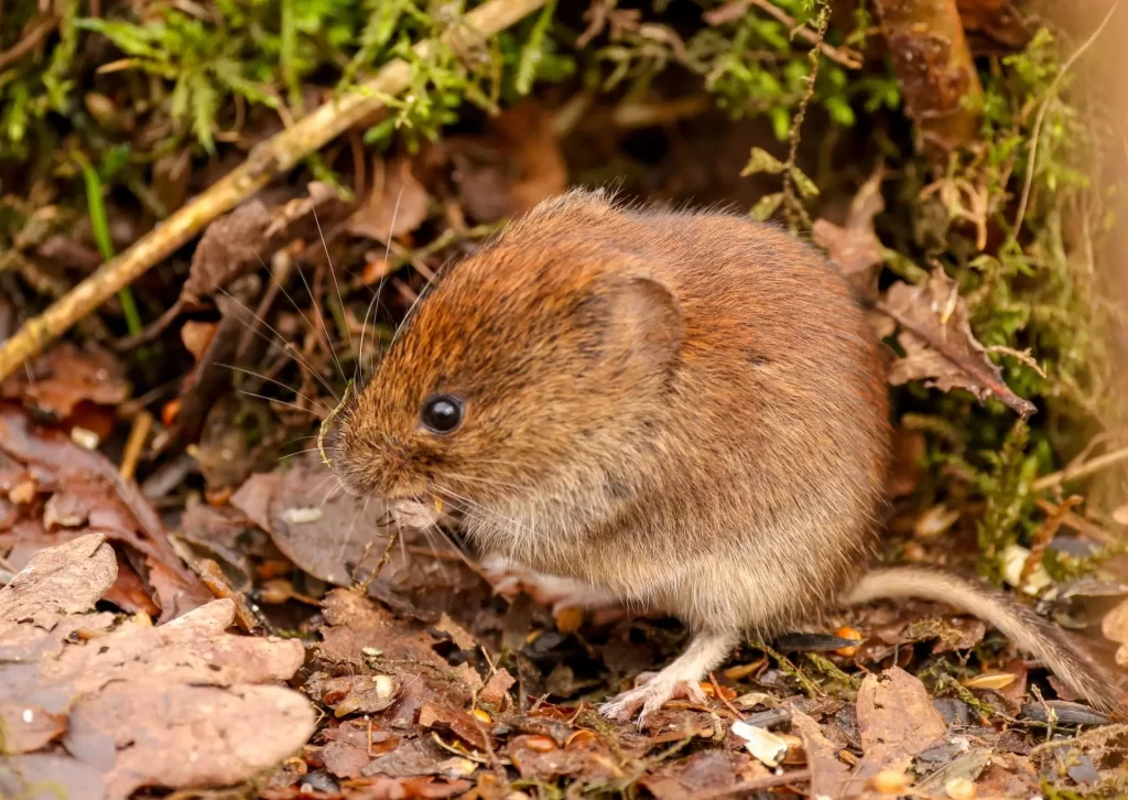 how to get rid of voles