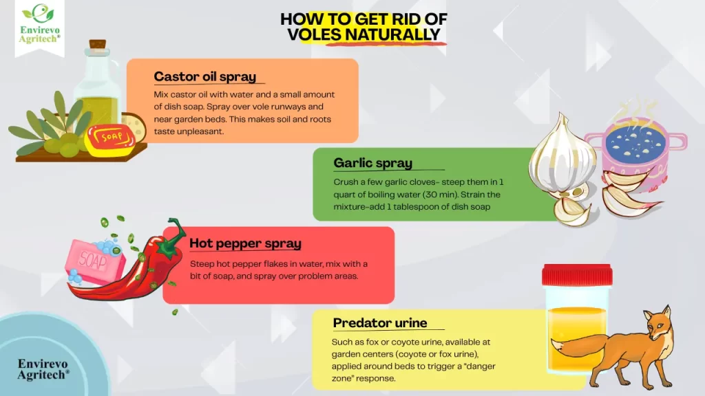 how to get rid of voles naturally