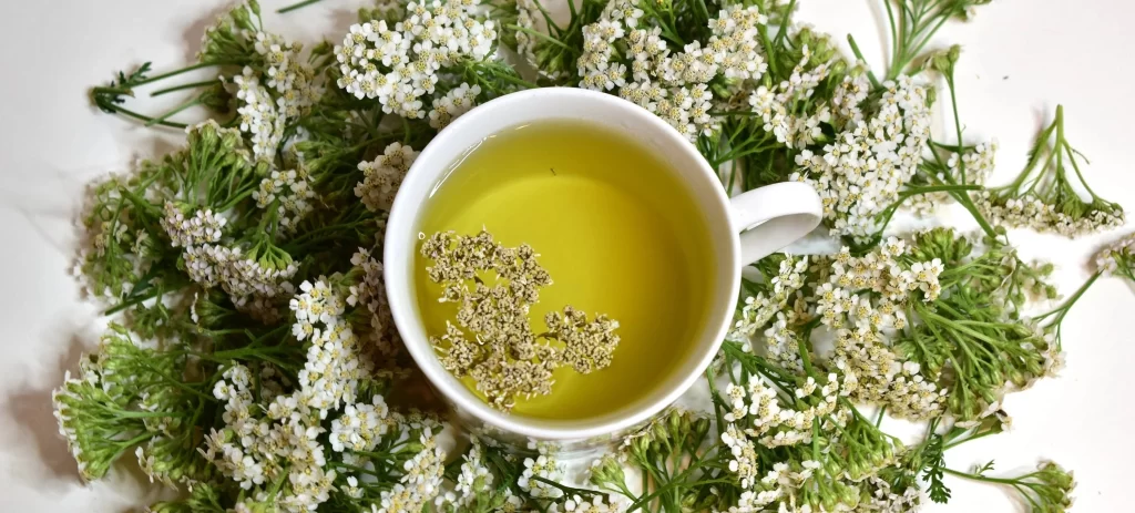 Benefits Of Yarrow