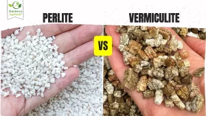 perlite vs vermiculite- which is better