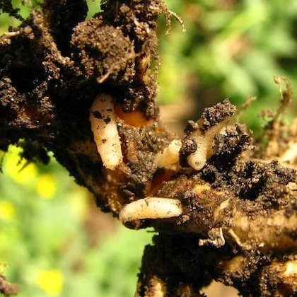 Symptoms of Cabbage Maggot