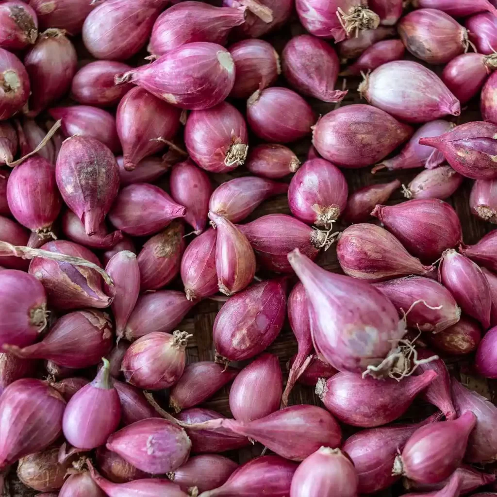 shallot