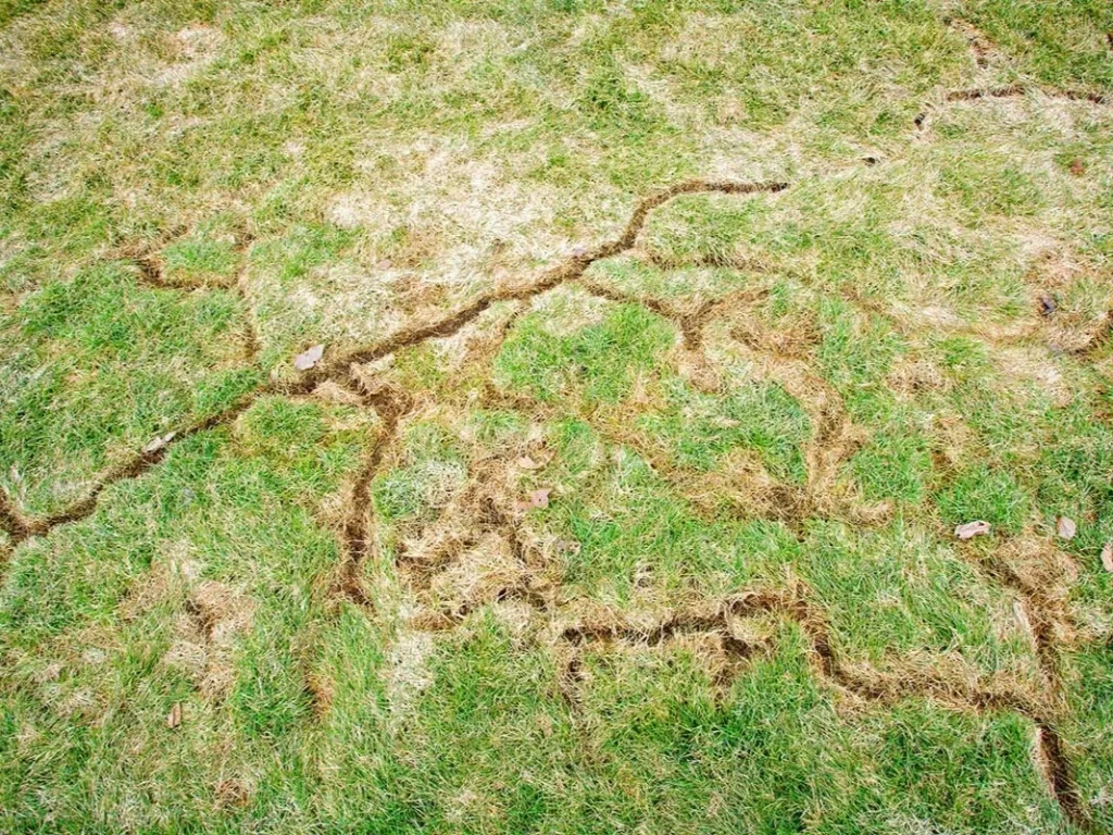 how to get rid of voles