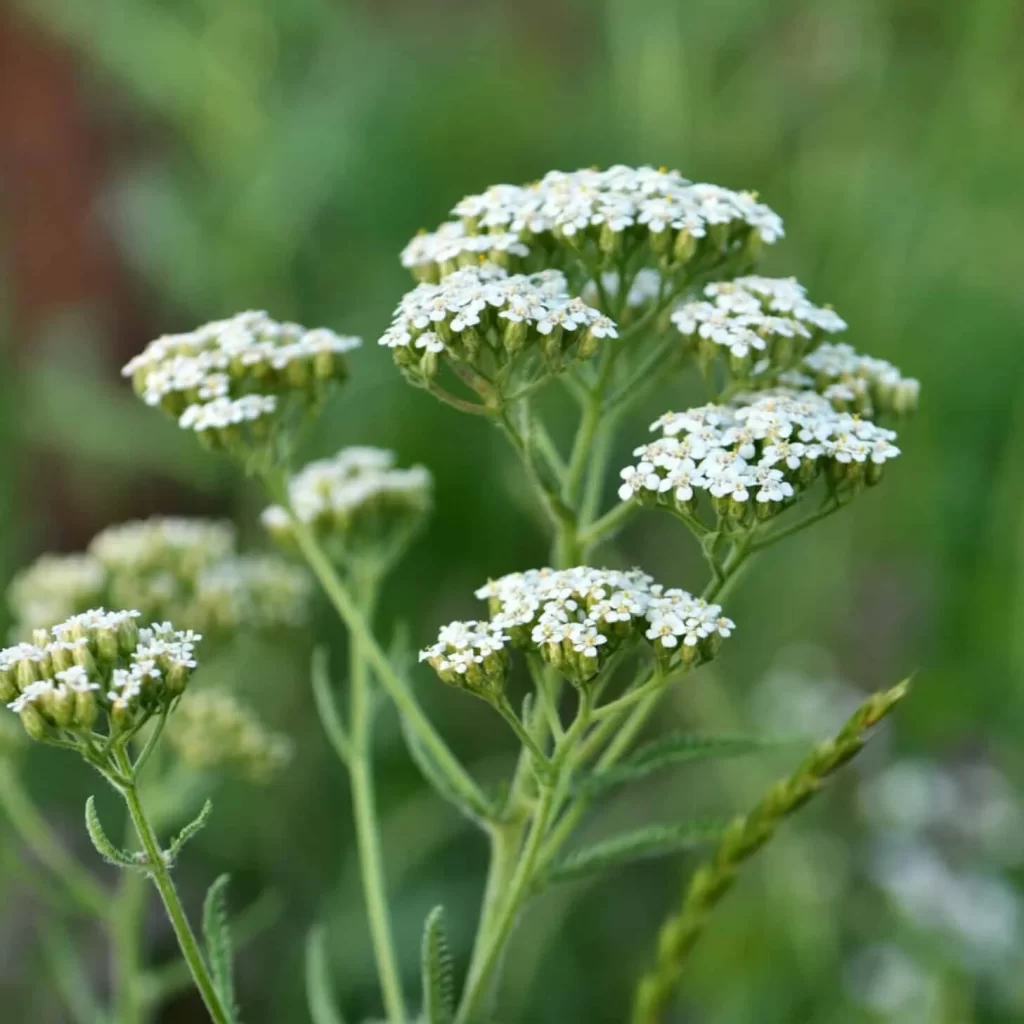 yarrow benefits