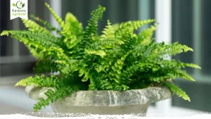 101 Guide To Growing Boston Ferns