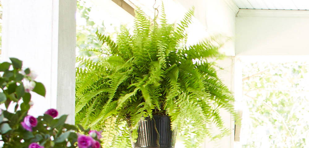 boston fern care