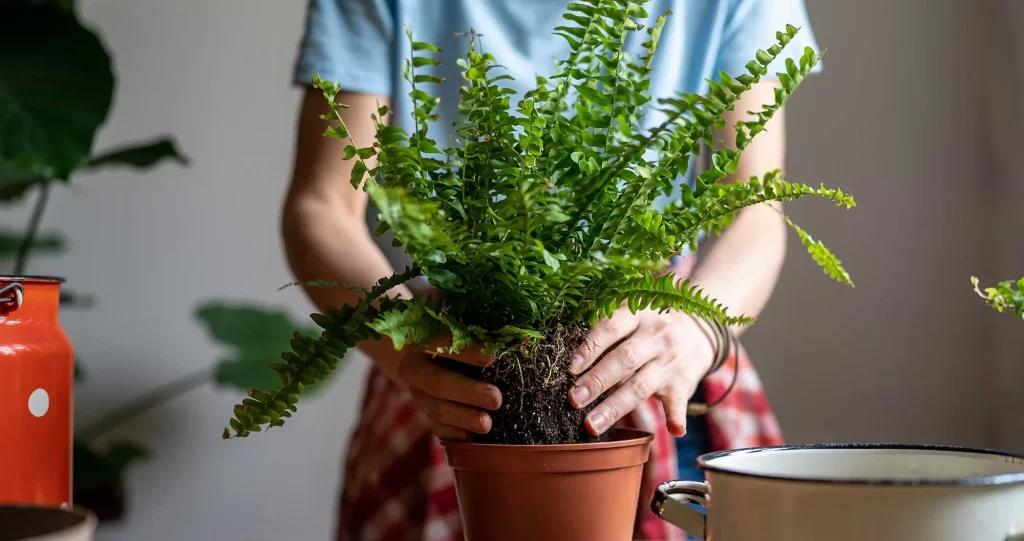 Boston Fern Care
