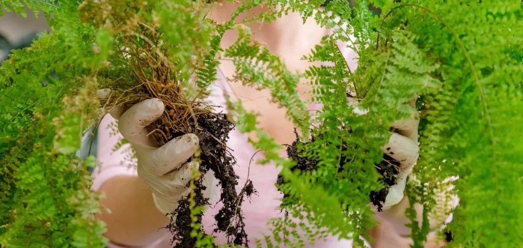 Boston fern