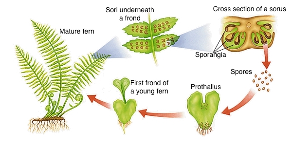 Boston fern Spore Propagation