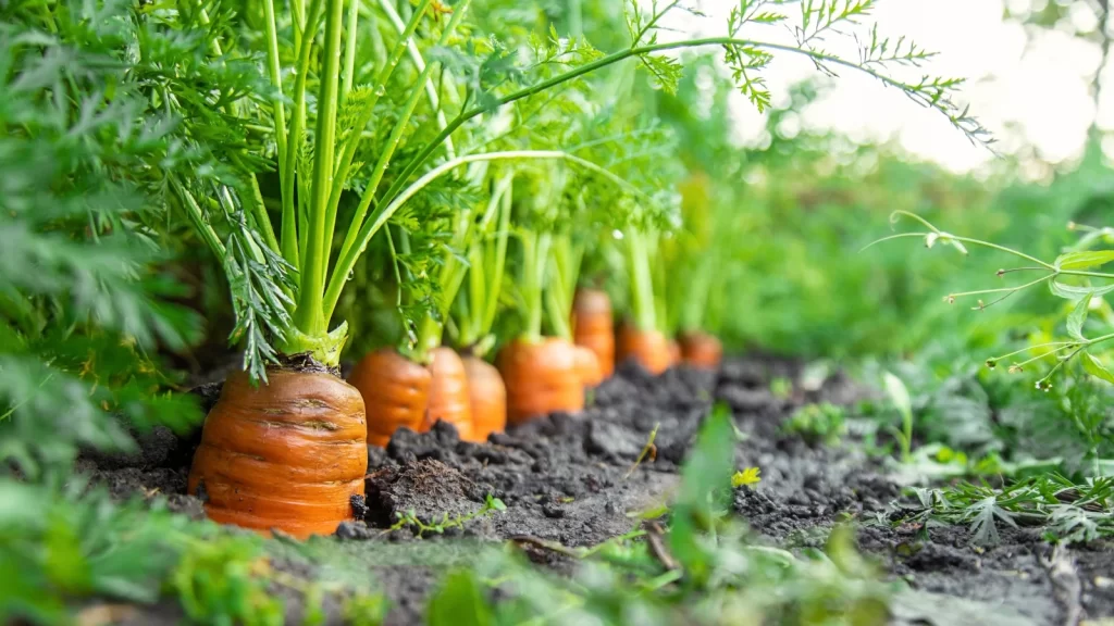 how to plant carrots