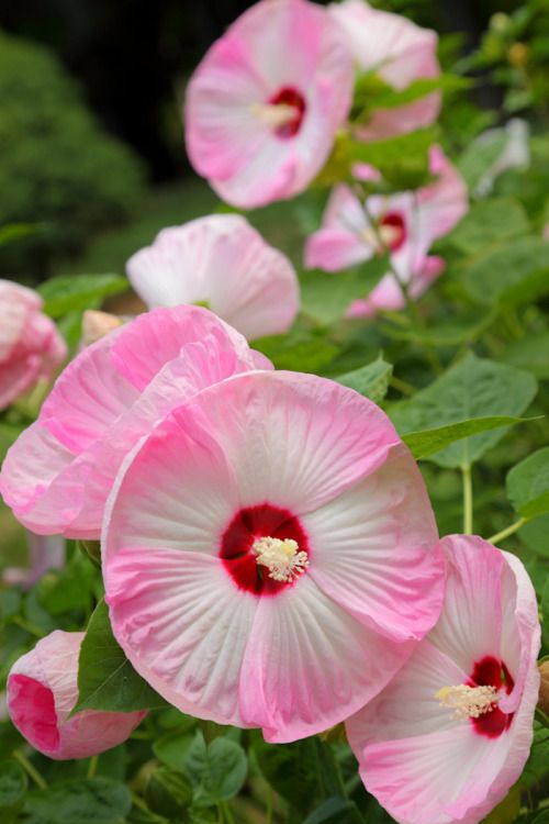 hardy hibiscus